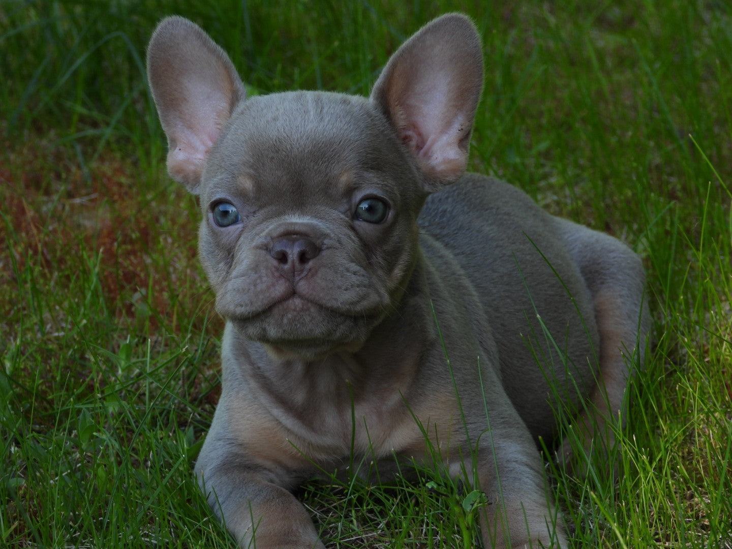 Solid Color Male Puppy (with papers)