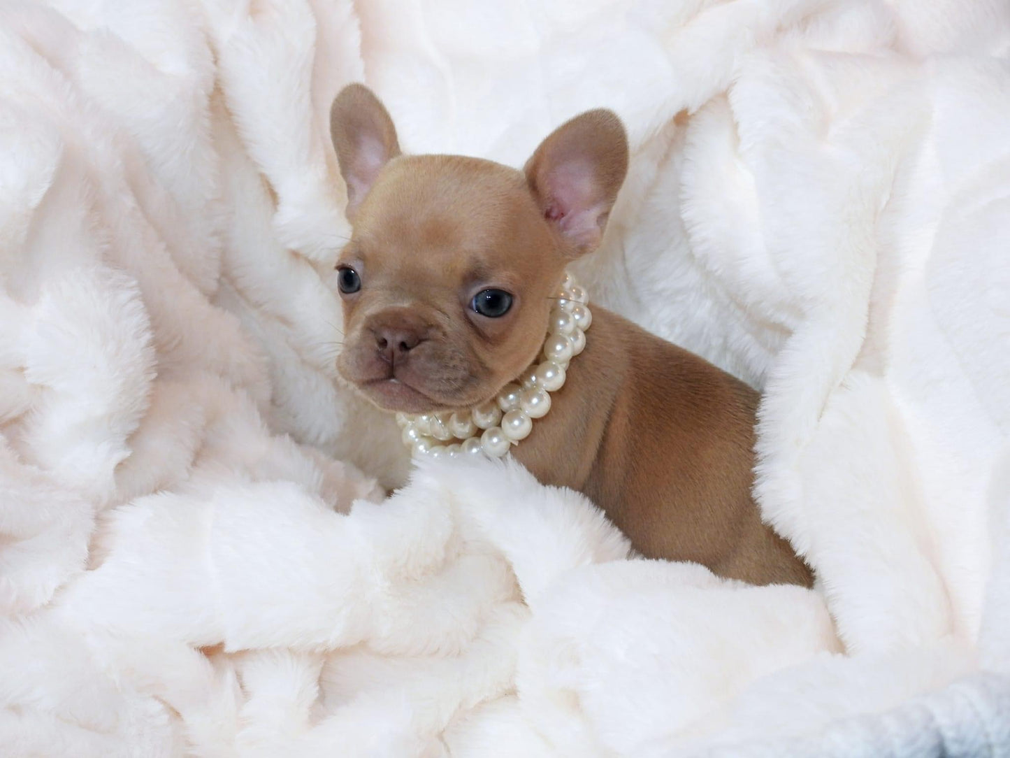 Solid Color Female Puppy (without papers)