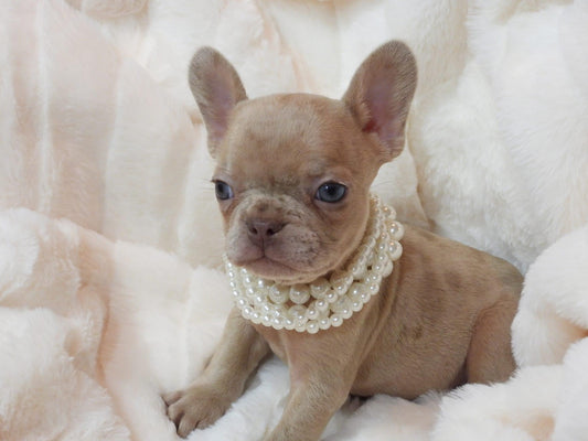 Merle Female Puppy (with papers)