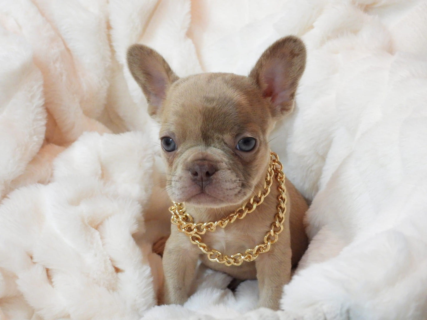 Merle Male Puppy (with papers)