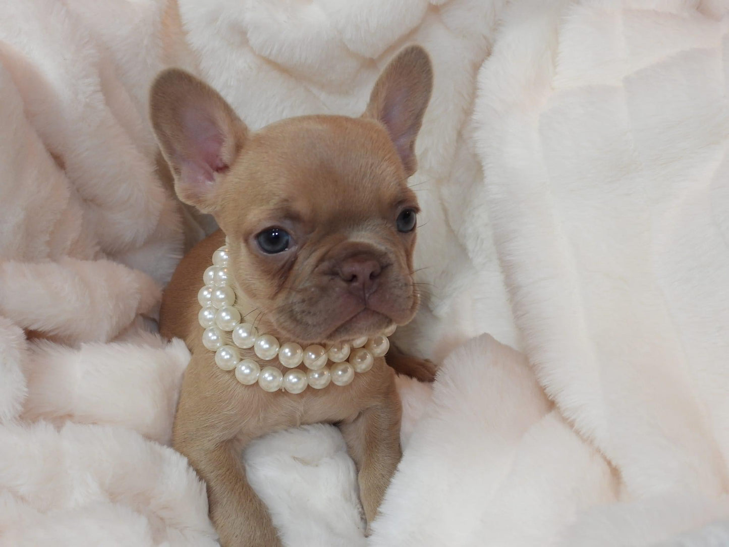 Solid Color Female Puppy (with papers)